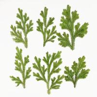 卷柏干花1000片(1套)