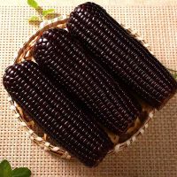 [西沛生鲜]新鲜黑糯玉米 大棒 10根装 单根220-300g 黏玉米甜糯玉米袋装