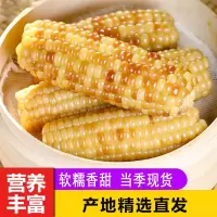 [西沛生鲜]云南新鲜拇指玉米 香糯小玉米 净重4斤 黏玉米甜糯玉米袋装粘玉米黄糯玉米现摘