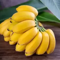 [熊猫鸟]西贡香蕉 净重5斤 箱装 新鲜当季水果 香甜软糯 孕妇宝宝辅食