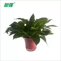 郁强 绿萝盆栽 180#/罐 水培植物过道装饰植物容易养护含盆栽好