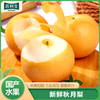 [苏鲜生]新鲜山东秋月梨 净重4.5斤 大果 4-6个 新鲜当季水果 现摘现发