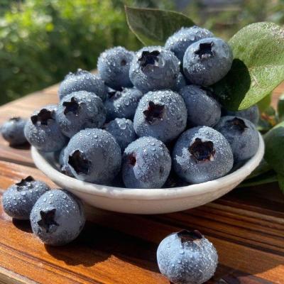 [苏鲜生]云南蓝莓 4盒 单果18mm+ 125g/盒 新鲜水果当季蓝梅鲜果现摘水果