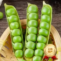 [西沛生鲜]云南新鲜豌豆 净重5斤