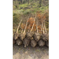 水杉树苗绿化苗木地径 树干粗4cm/棵 单位:棵