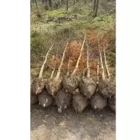 水杉树苗绿化苗木地径 树干粗4cm/棵 单位:棵