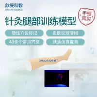 欣曼科教 针灸腿部训练模型 腿部针灸针刺扎针练习模型XM-ZC04