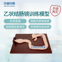 欣曼科教 乙状结肠镜检查操作训练模型 消化内镜练习模型XM-LCJ