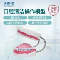 欣曼科教 口腔护理模型 牙保健模型 口腔清洁操作模型XM-KQA