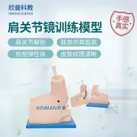 欣曼科教 肩关节镜检查操作训练模型 肩关节模型XM-JL108