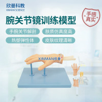 欣曼科教 腕关节镜检查操作训练模型 腕关节解剖模型XM-WL108