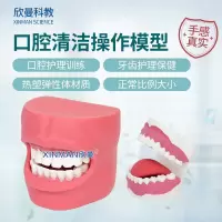 欣曼科教 口腔牙齿护理保健模型带脸颊 口腔清洁操作模型XM-KQC