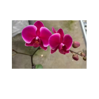 动鲜花材料-花卉