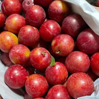 [苏鲜生]进口粉红李 净重1斤