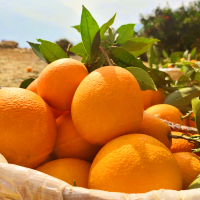 [西沛生鲜]重庆脐橙 净重8斤 中果 单果70mm+