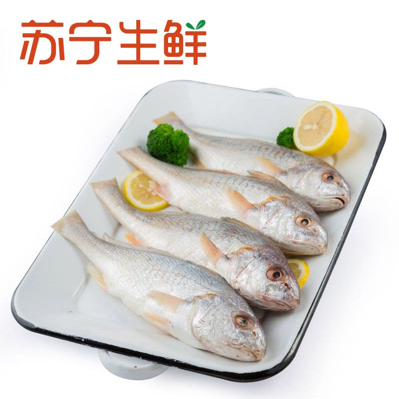 【苏宁生鲜】 墨西哥小黄鱼550g（4条/包）海鲜水产图片