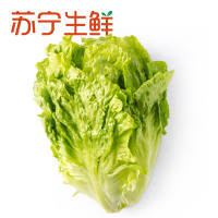 【苏宁生鲜】四季生菜500g禽蛋蔬菜