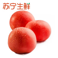 [苏宁生鲜]精选西红柿600g