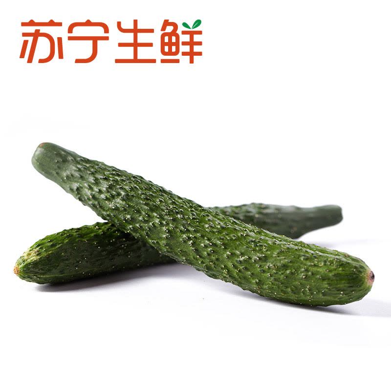 [苏宁生鲜]精选黄瓜500g图片