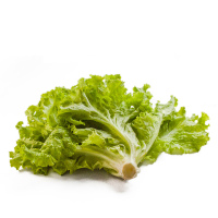 【苏宁生鲜】精选叶生菜250g 蔬菜