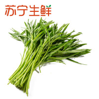 【苏宁生鲜】精选空心菜350g 禽蛋蔬菜