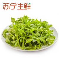 【苏宁生鲜】精选穿心莲250g 禽蛋蔬菜