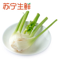 【苏宁生鲜】精选球茎茴香300g 蔬菜