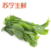 【苏宁生鲜】精选豌豆尖250g 禽蛋蔬菜