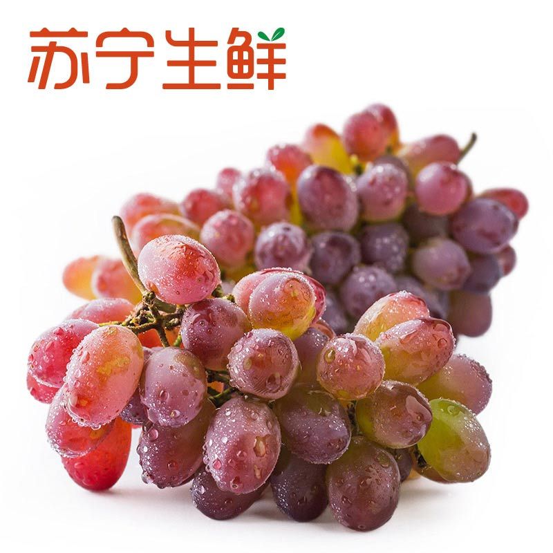 【苏宁生鲜】辽宁醉玫瑰葡萄500g 新鲜水果 国产