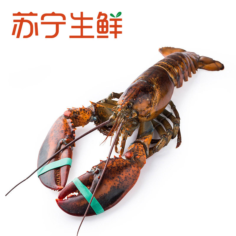 【苏宁生鲜】KING OSCAR加拿大生冻波士顿龙虾600g海鲜水产