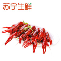 【苏宁生鲜】莱克麻辣小龙虾(6-8钱/只)1.35kg 海鲜水产