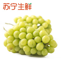 【苏宁生鲜】四川阳光玫瑰青提500g 新鲜水果 国产