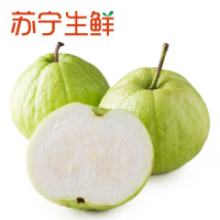 【苏宁生鲜】广东芭乐1kg120g以上/个