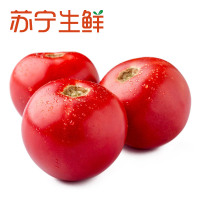 【苏宁生鲜】葛鲜生葛洲坝新疆大田番茄1kg