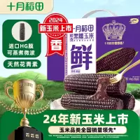 十月稻田鲜食黑糯玉米200g*8根东北黑玉米甜糯新鲜苞米