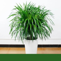 优橙 龙血树室内客厅盆栽花卉植物办公室盆景 不含盆(株)