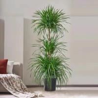 优橙 三头龙须树盆栽大型绿植室内净化空气 不含盆(株)