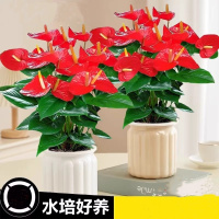 优橙 水培红掌盆栽花卉绿植物室内好养 不含盆(株)