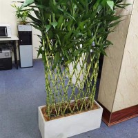 优橙 竹排绿植盆栽花卉大型花室内净化空气