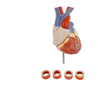 鸣固  成人心脏解剖模型 循环系统心内科心脏血管实验室教学模型 自然大心脏带血栓
