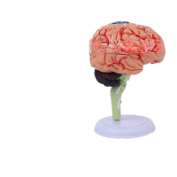鸣固 人体大脑解剖4D拼装模型 脑功能区域色分含底座TS113525976