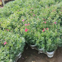 玛格丽特(花朵直径3-5厘米)株高20-40cm,冠幅20-30cm