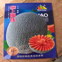 哈密瓜种子塞上明珠