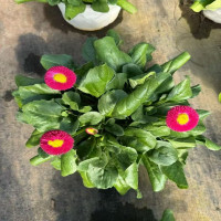 重瓣雏菊株高20-40cm冠幅20-30cm