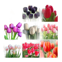 郁金香(带花苞,3种颜色)株高20-40cm冠幅20-30cm