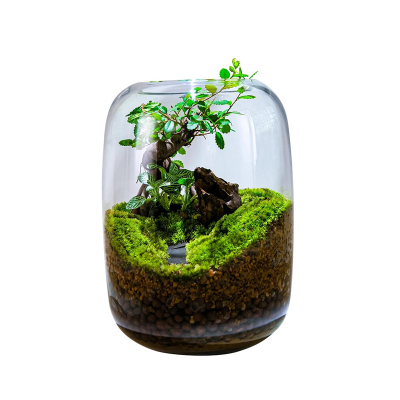 生命之树苔藓微景观创意桌面生态缸