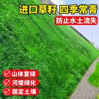 新鲜生活 四季常青护坡固土耐寒耐旱边坡绿化草坪草籽免修剪黑麦草高羊茅籽草种子 25kg