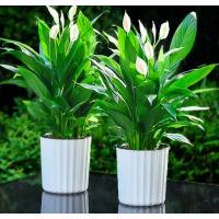 白掌带 18cm 白瓷花盆