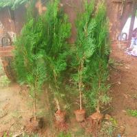 中锐智采 树苗 1颗