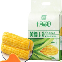 十月稻田新鲜黄糯玉米1.6kg粒粒饱满甜糯可口健康美味